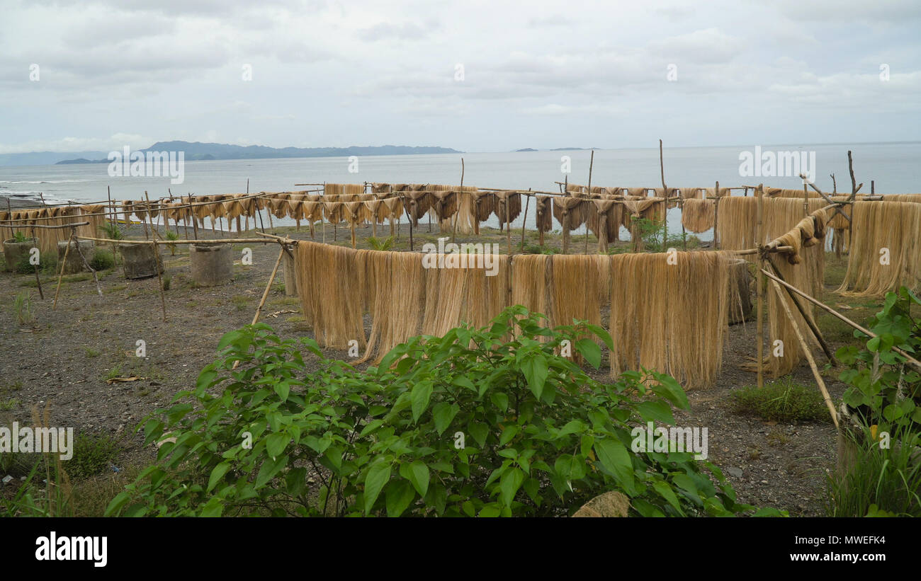 Abaca fiber, known as Manila Hemp, drying in an island village. abaca rope. Fbers are dried palm