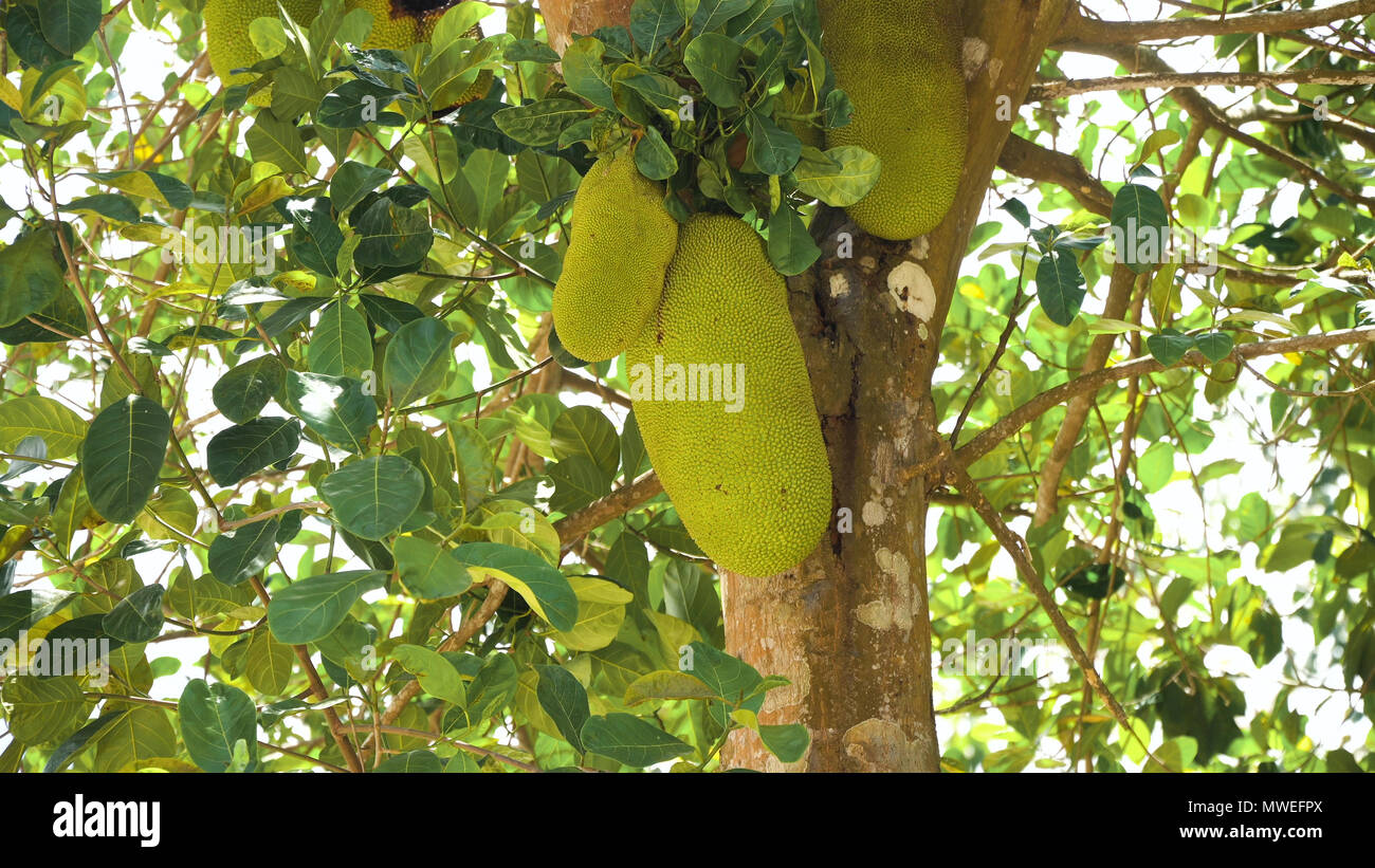 Jackfruit Tree and young Jackfruits. Tree branch full of jack fruits. Philippines,Palawan, Busuanga. Stock Photo