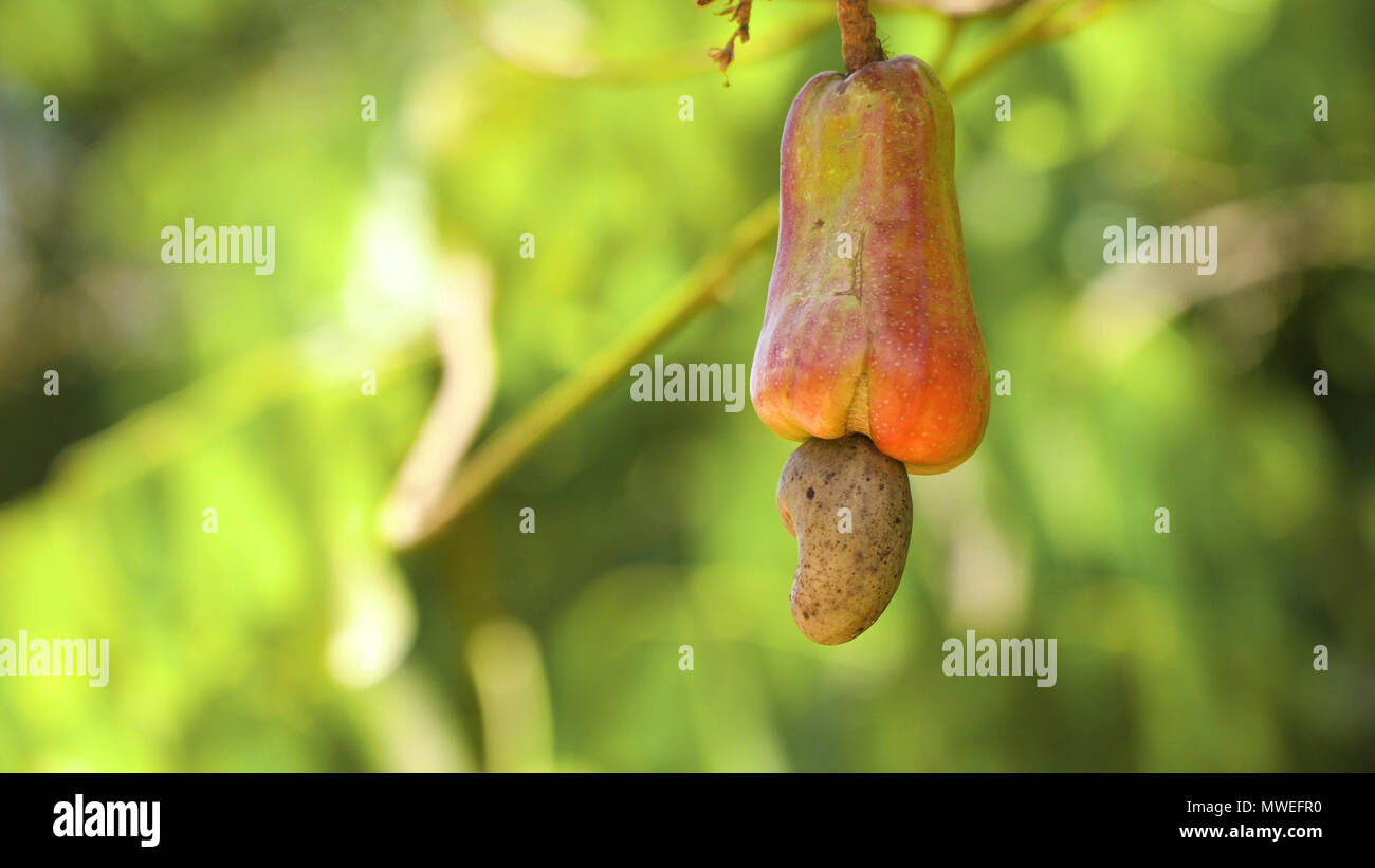 Cashew fruits with nut Anacardium occidentale growing on a tree.Cashew nuts growing on a tree