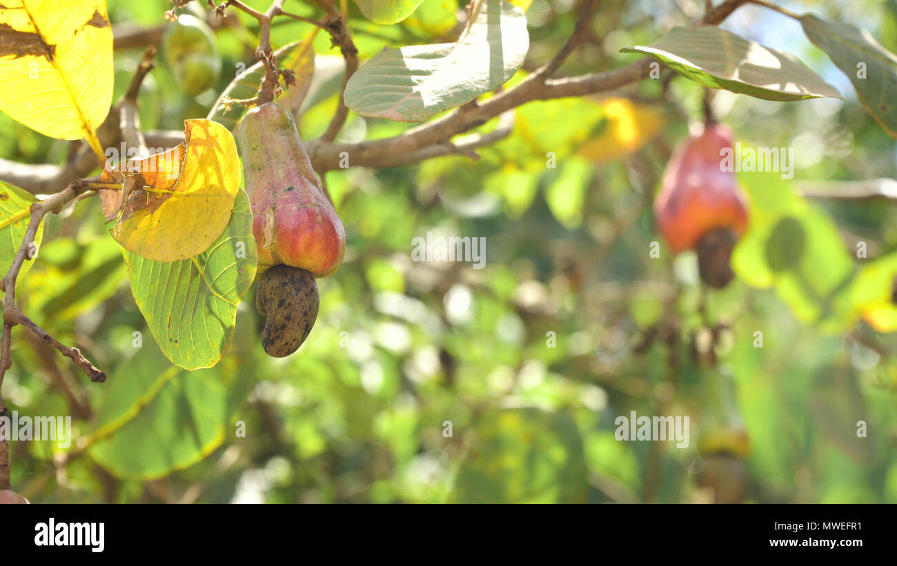 Cashew fruits with nut Anacardium occidentale growing on a tree.Cashew