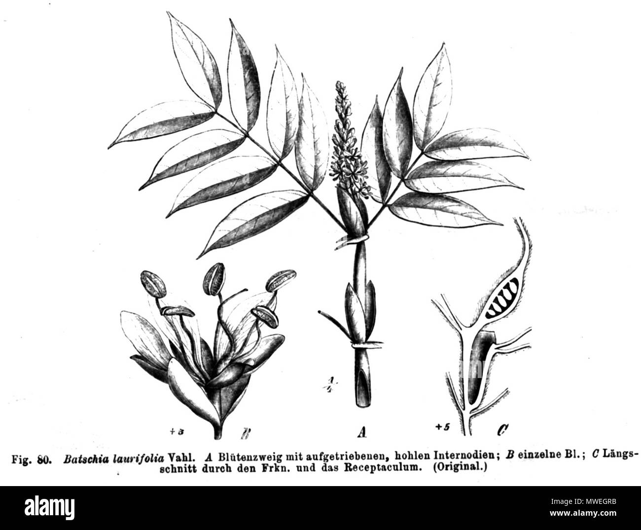 . Illustration from book . 1891. Paul Hermann Wilhelm Taubert (1862-1897) 287 Humboldtia laurifolia Taub80 Stock Photo