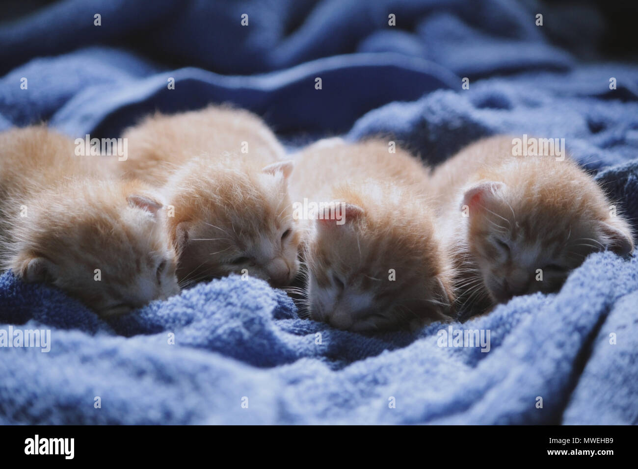 This picture was taken right after me and my friends found them. The mother ran away from us so we only photographed the kittens. Stock Photo