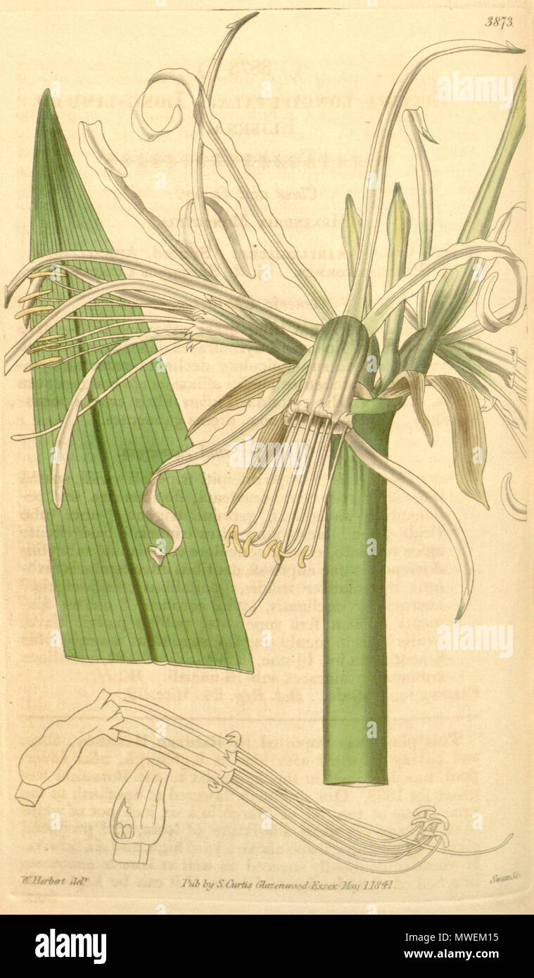 . Ismene longipetala . 1898. Curtis's Botanical Magazine 300 Ismene longipetala (as Elisena longipetala) 67.3973 Stock Photo