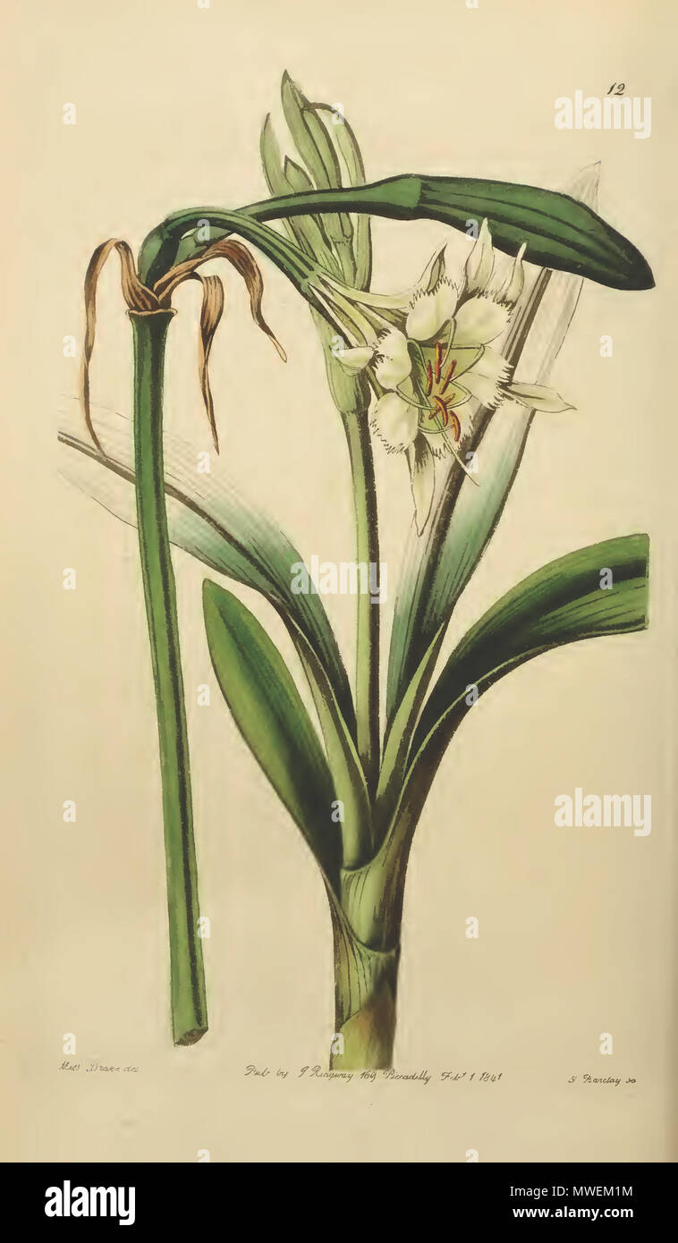. English: Ismene pedunculata in Edwards's Botanical Register 27: t. 12 (1841) as Ismene virescens. 1841. Miss Drake 300 Ismene pedunculata27.12 Stock Photo