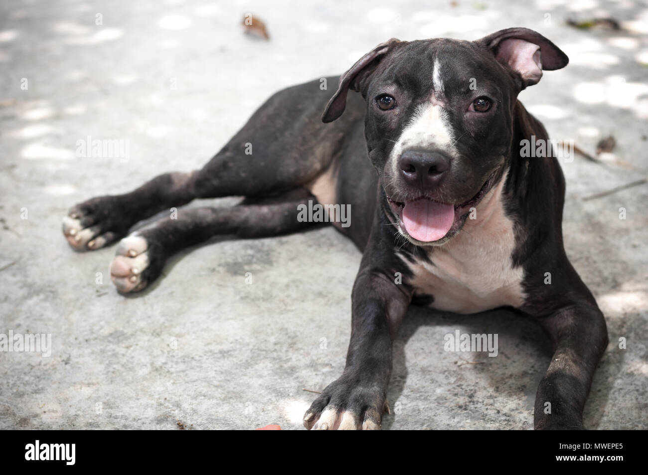 Black Pit bull puppy looking smile funny sitting on concrete background Stock Photo