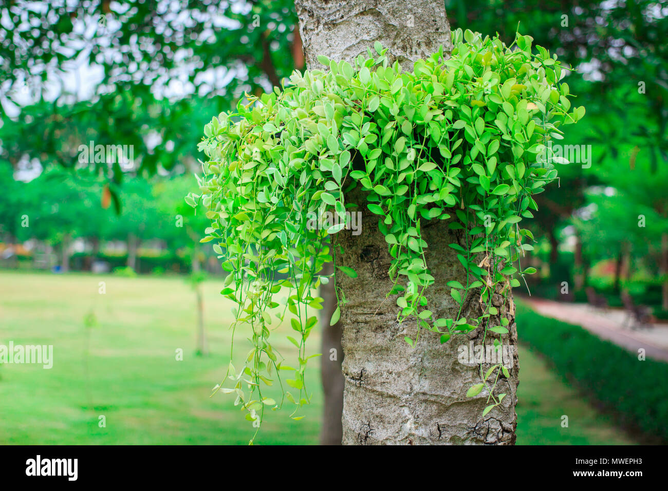 Asclepiadaceae green dischidia nummularia variegata. Stock Photo