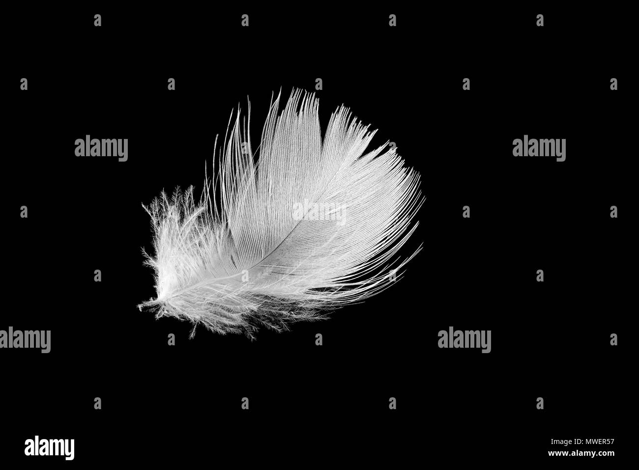 white down feather on a black background Stock Photo