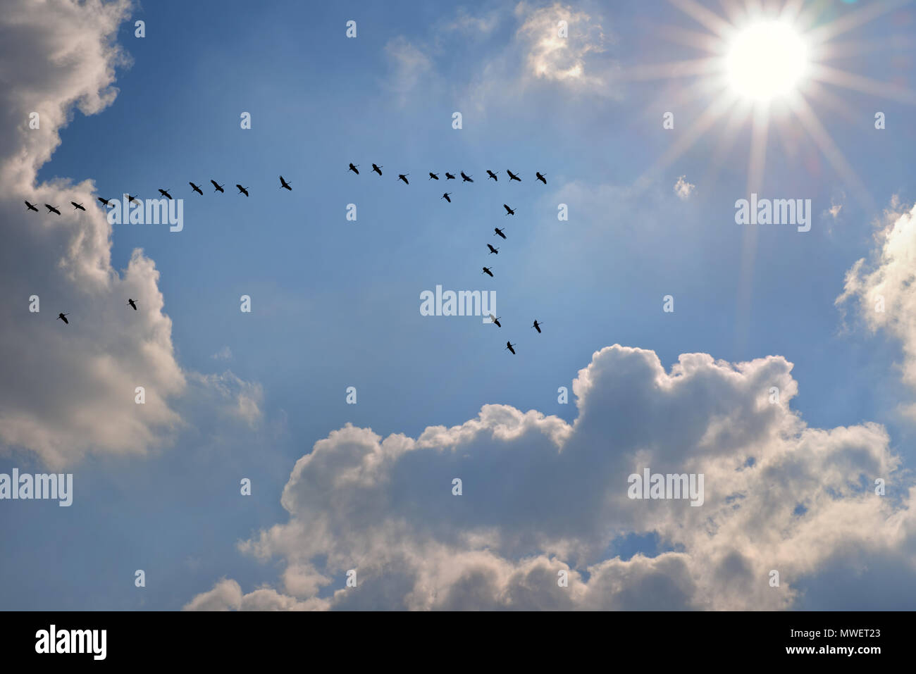 Cranes in the sky fly towards the sun Stock Photo Alamy