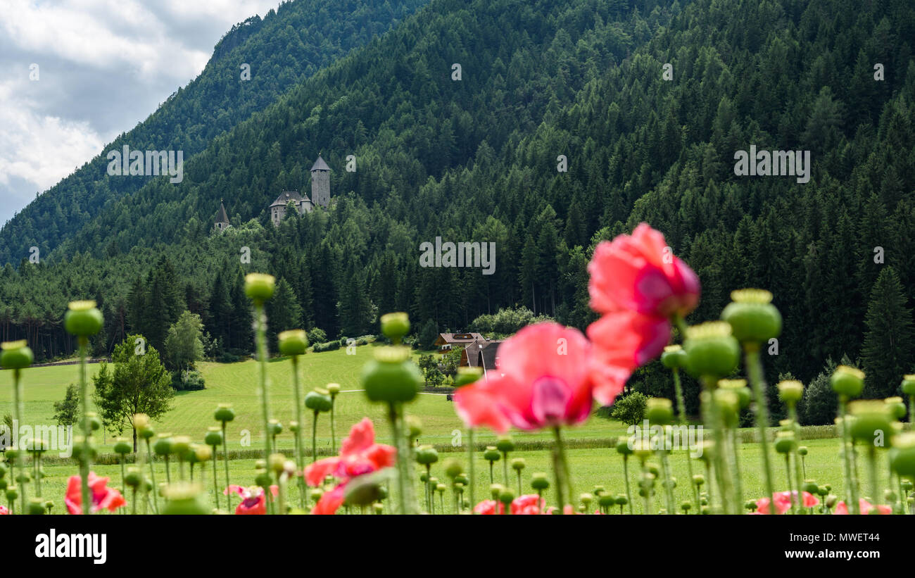 Beautiful yellow alpine poppies High Resolution Stock Photography and ...
