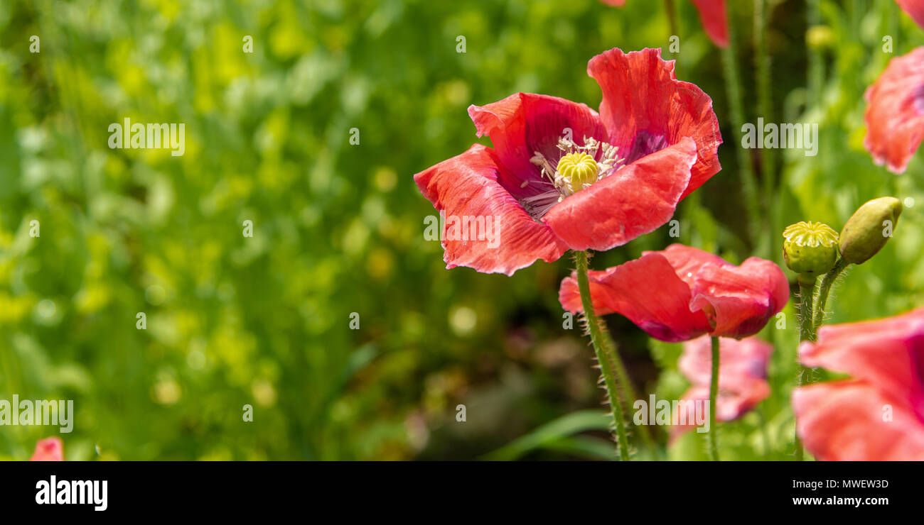 Alpine poppies hi-res stock photography and images - Alamy
