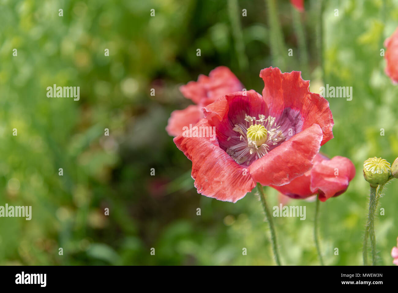 Beautiful yellow alpine poppies High Resolution Stock Photography and ...