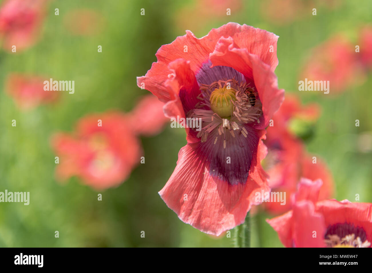 Beautiful yellow alpine poppies hi-res stock photography and images - Alamy