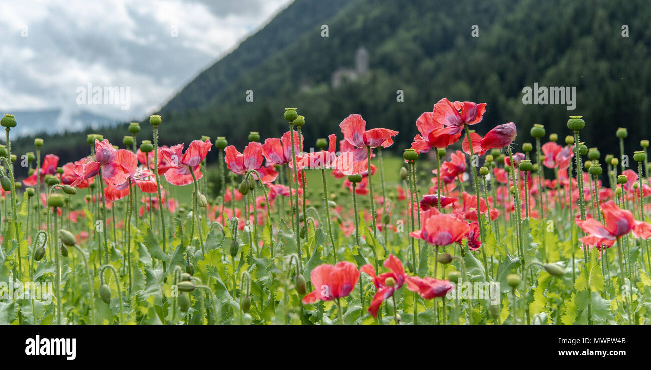 Beautiful yellow alpine poppies High Resolution Stock Photography and ...