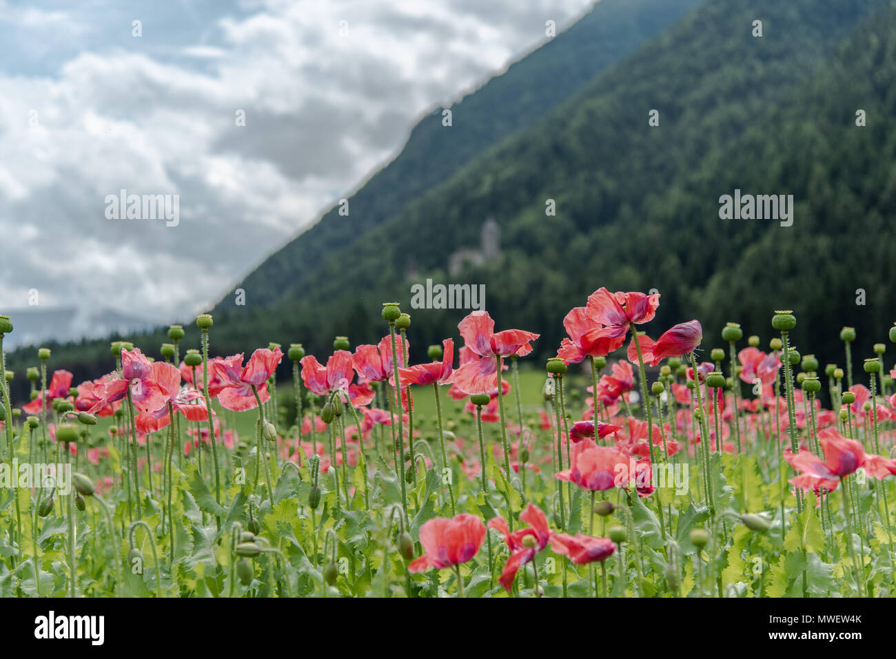 Beautiful yellow alpine poppies High Resolution Stock Photography and ...
