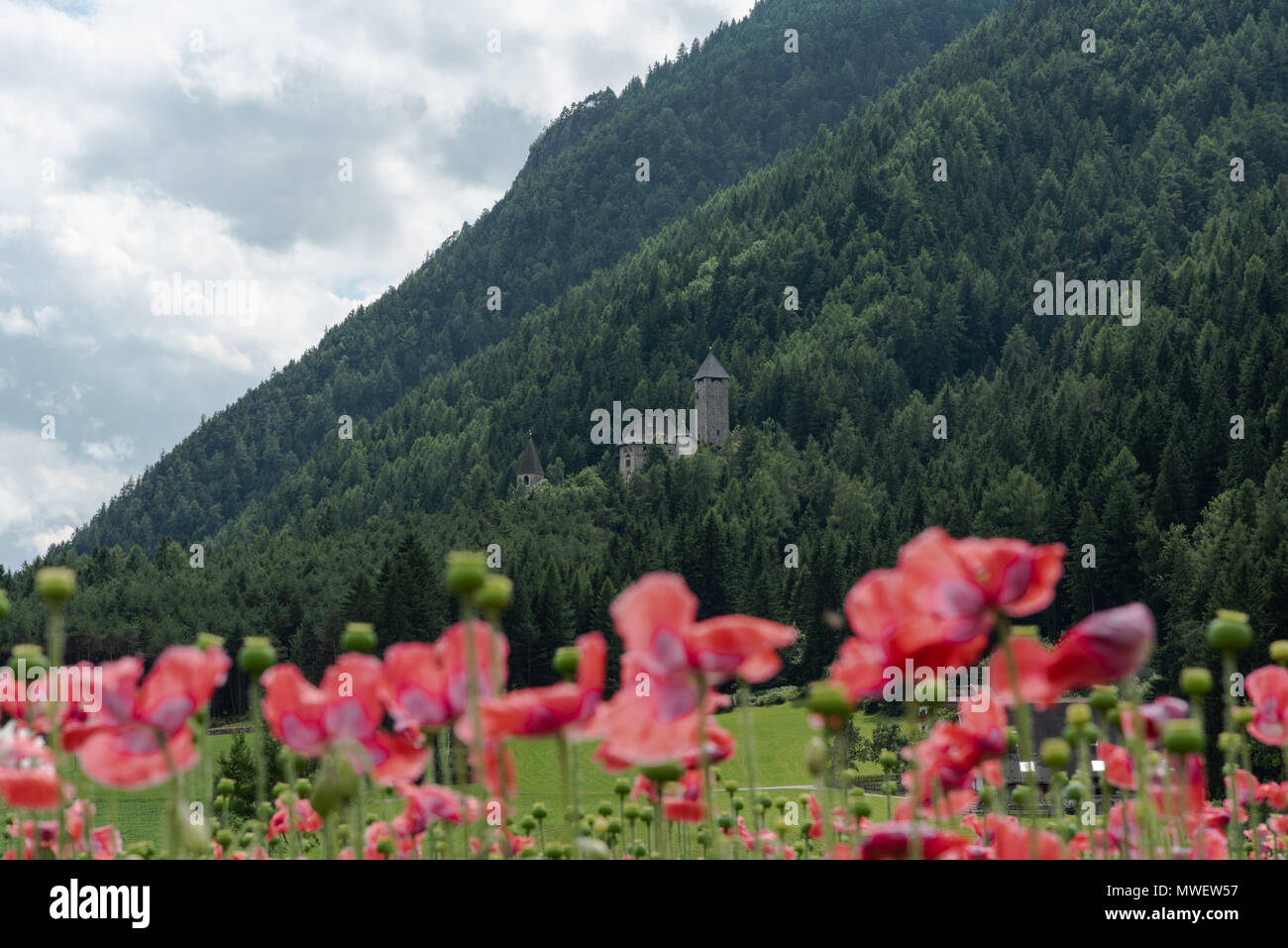Beautiful yellow alpine poppies hi-res stock photography and images - Alamy