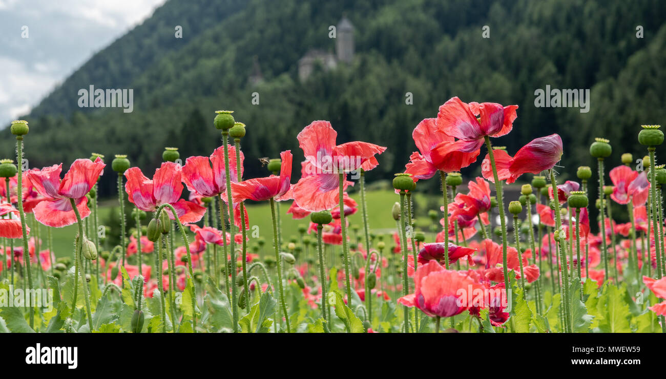 Beautiful yellow alpine poppies High Resolution Stock Photography and ...