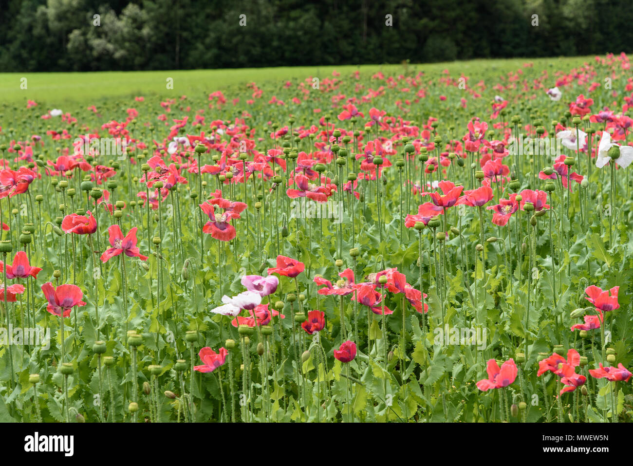 Beautiful yellow alpine poppies High Resolution Stock Photography and ...