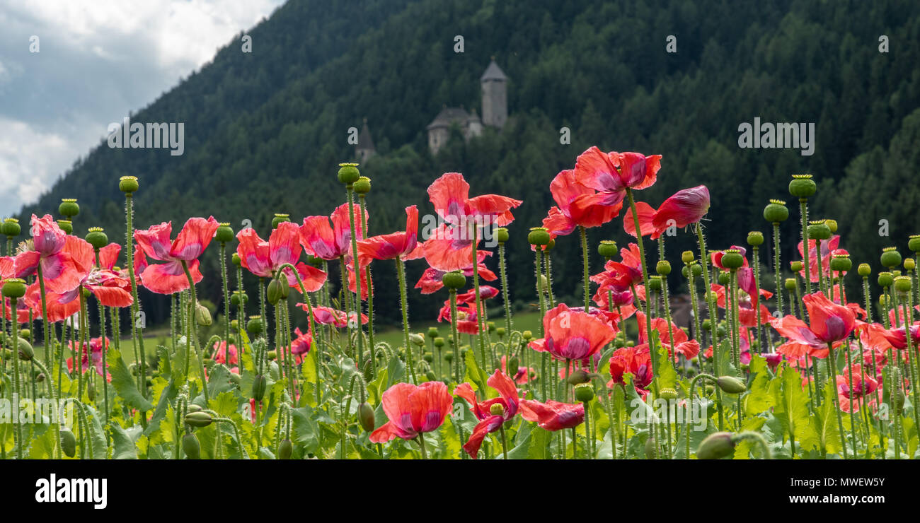 Beautiful yellow alpine poppies High Resolution Stock Photography and ...