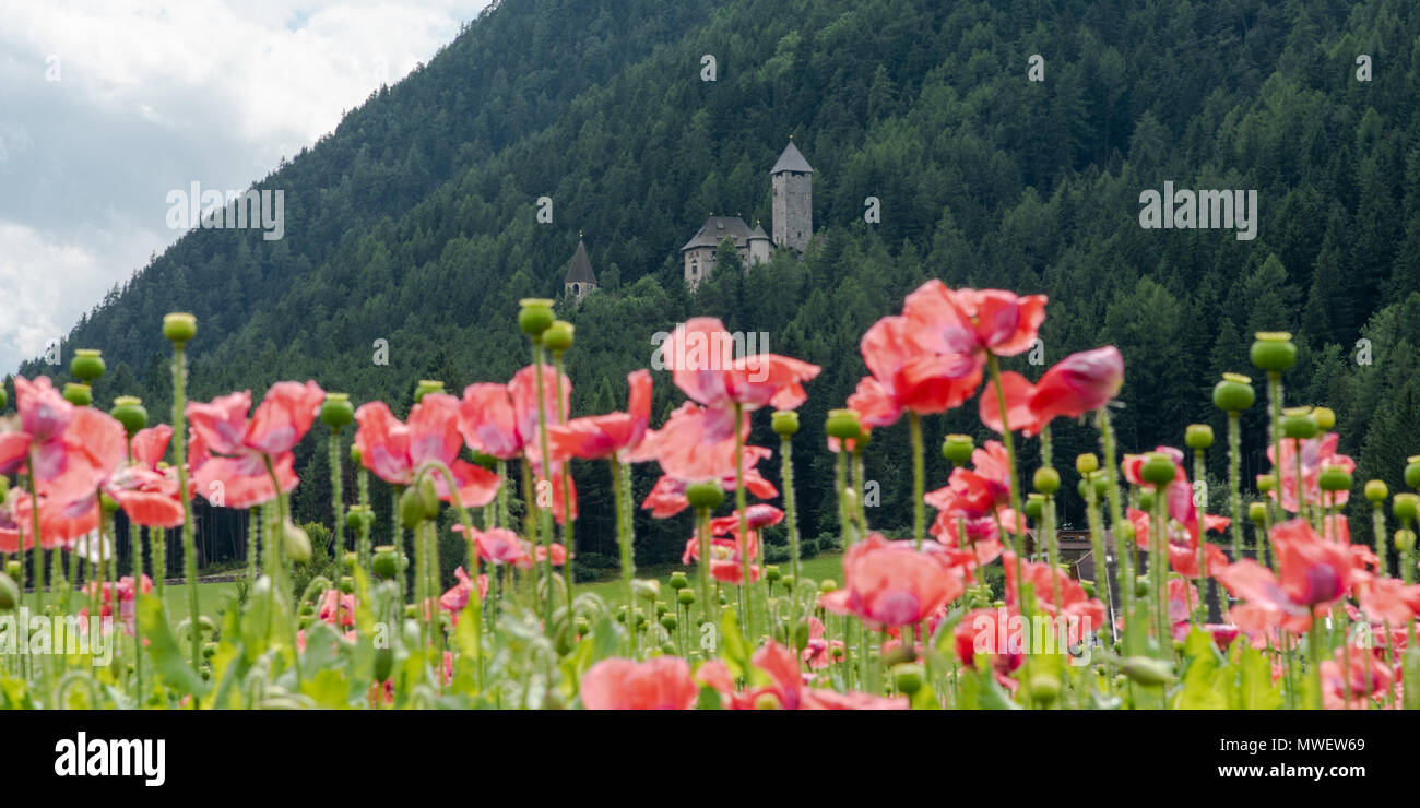 Beautiful yellow alpine poppies High Resolution Stock Photography and ...
