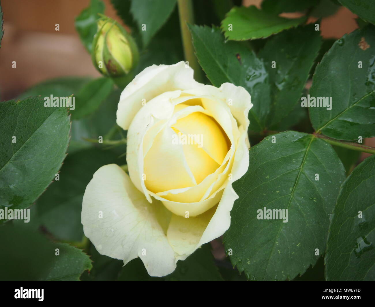 Yellow climbing rose hires stock photography and images Alamy