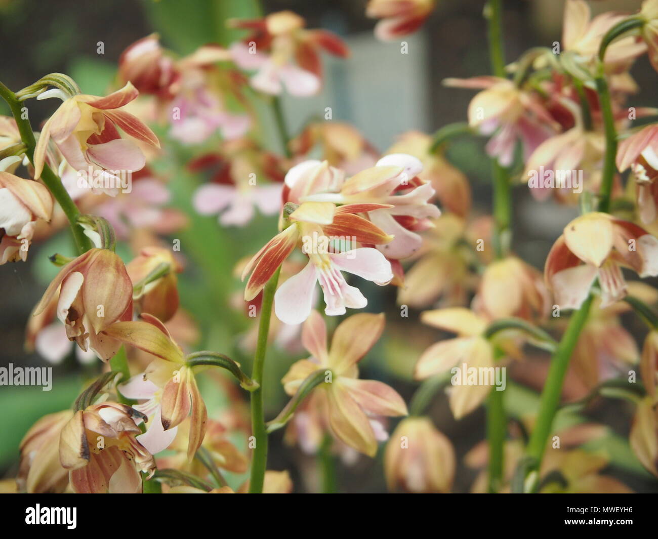 Orchids, Calanthe, group of flowers, rust colored, fully open Stock Photo
