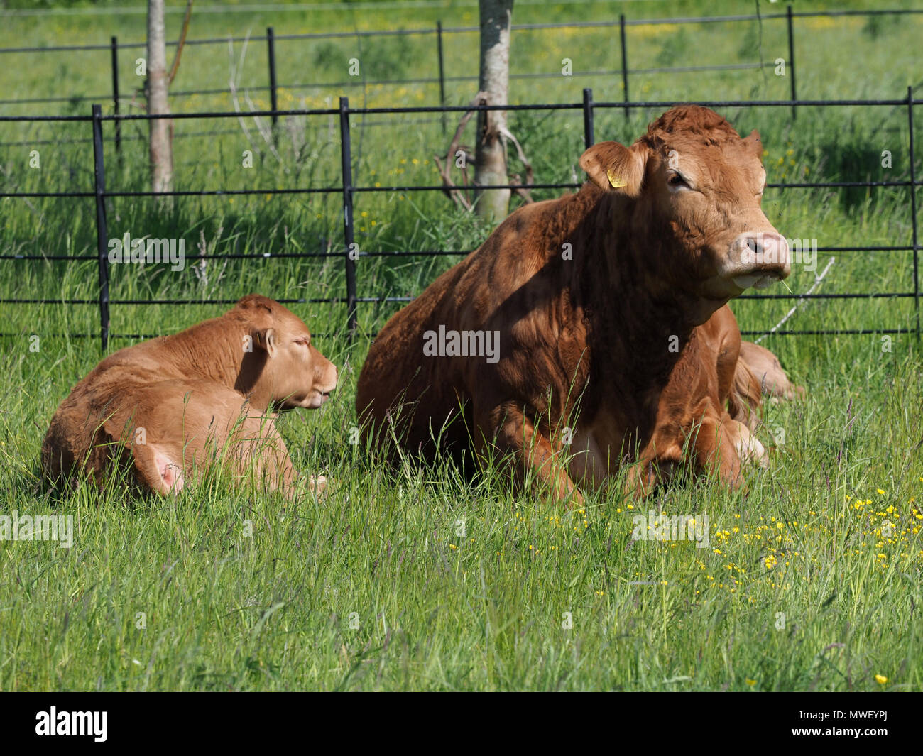 A cow and her cute calf lay down in a summer meadow Stock Photo - Alamy