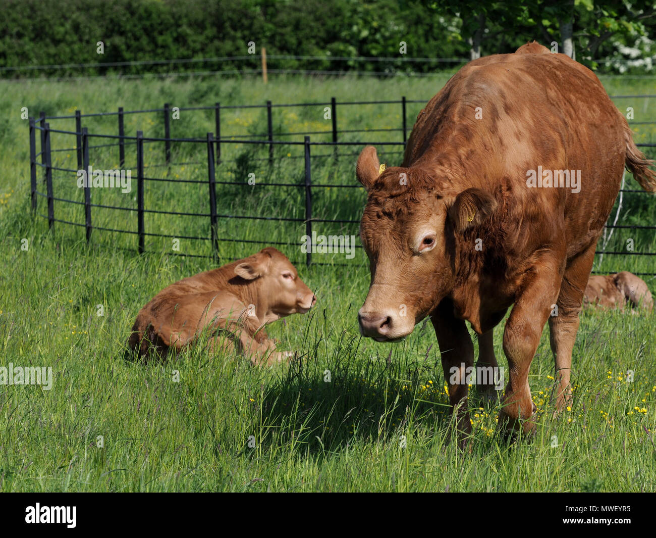 A cow and her cute calf lay down in a summer meadow Stock Photo - Alamy