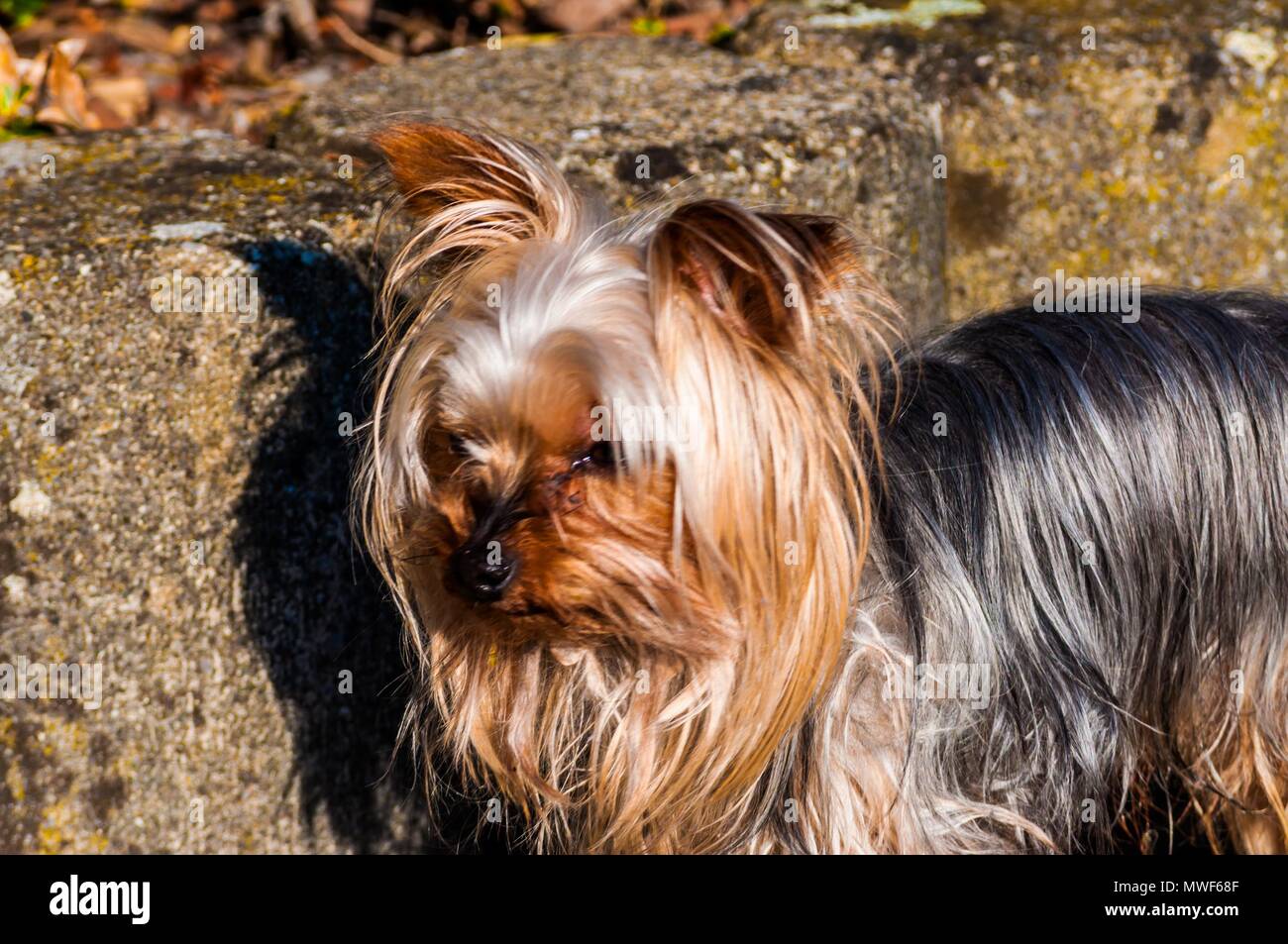 Photography of yorkshire terrier toy Stock Photo Alamy