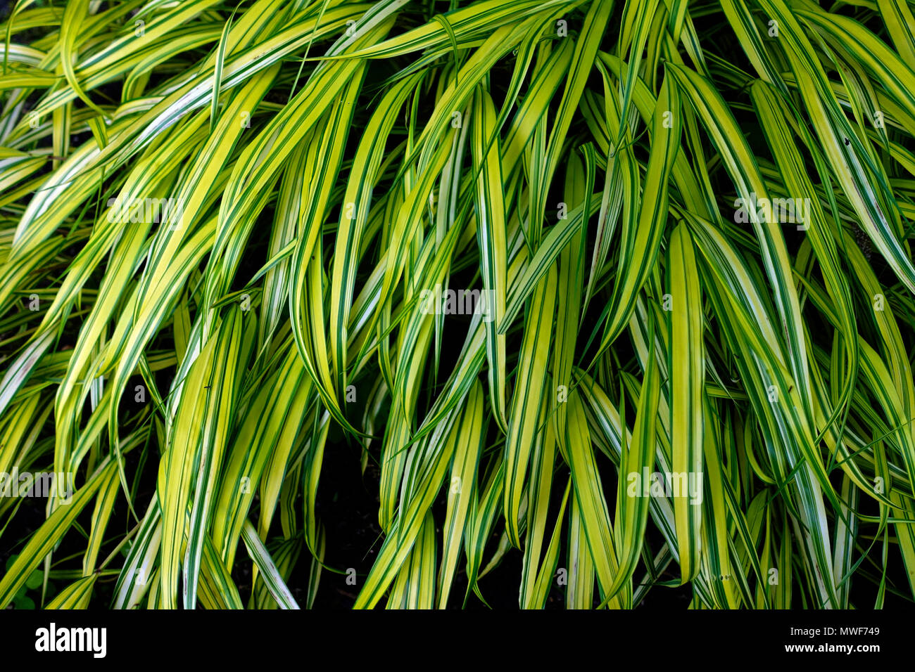 Hakonechloa macra ' Aureola ', Hakone grass or Japanese forest grass Stock Photo