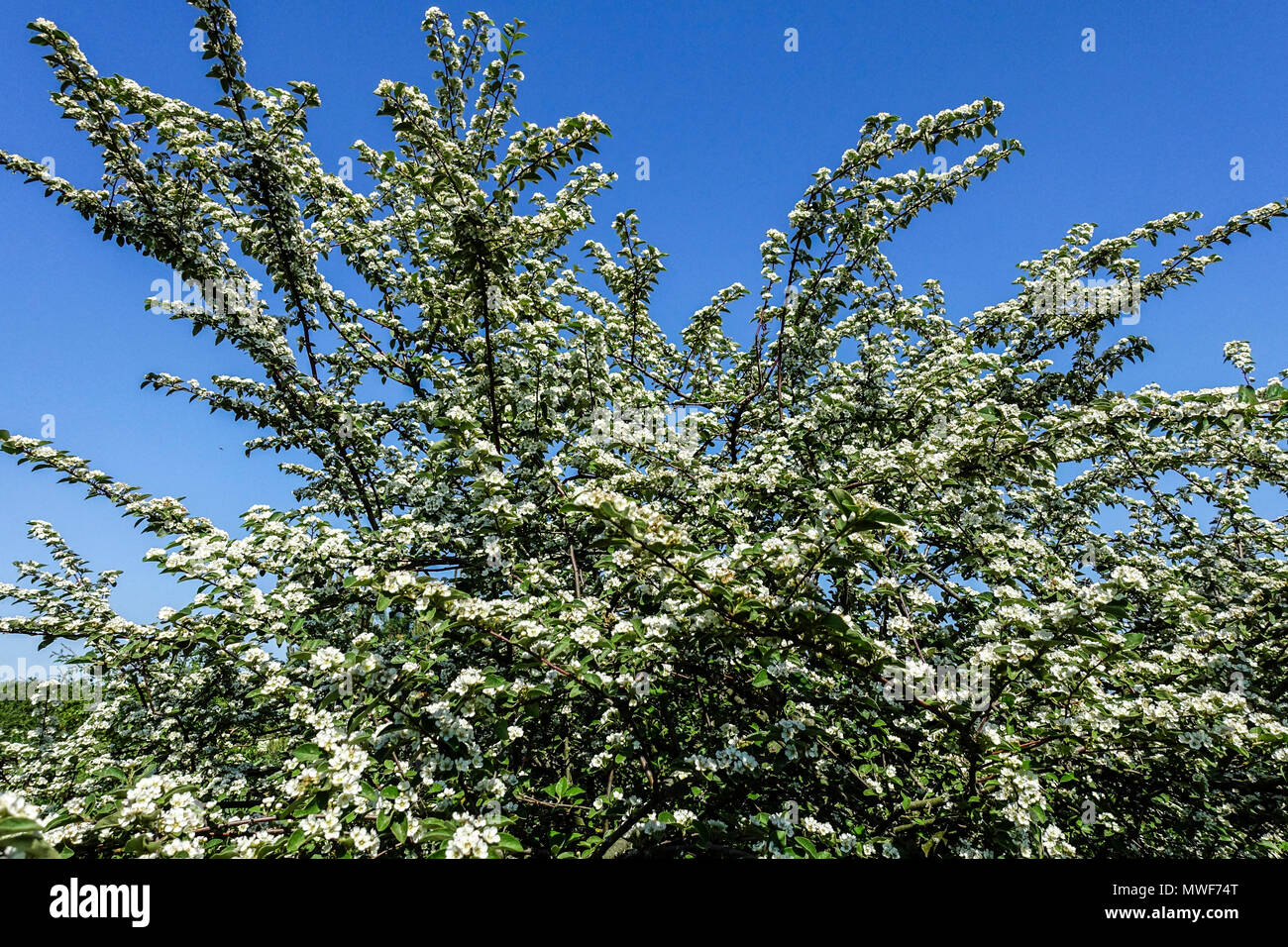 Cotoneaster racemiflorus var. veitchii A large spreading, blooming deciduous shrub Cotoneaster flowers Stock Photo