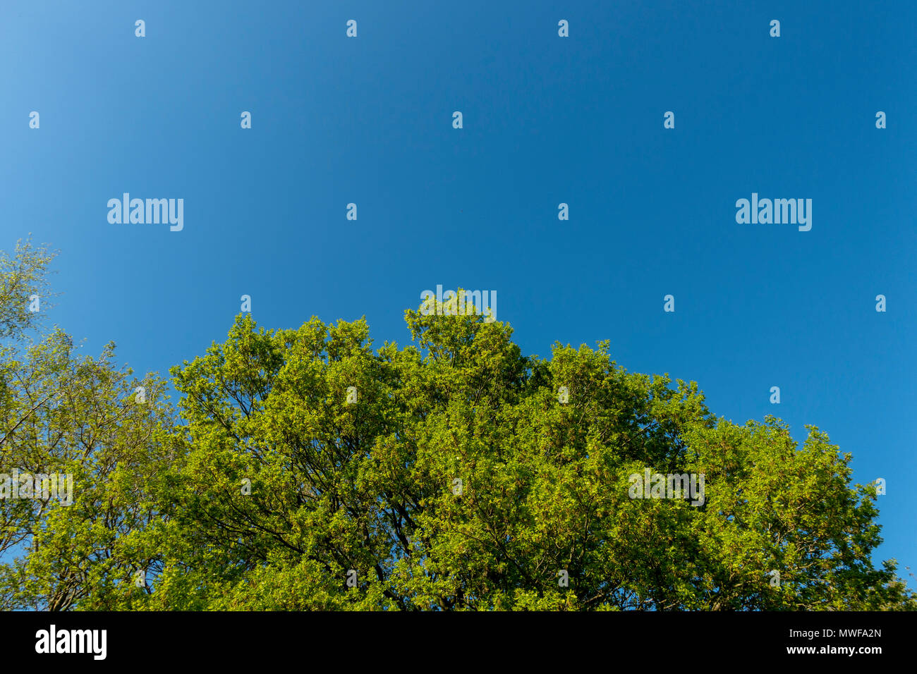 Generic view of the top of trees against a blue sky background. Stock Photo