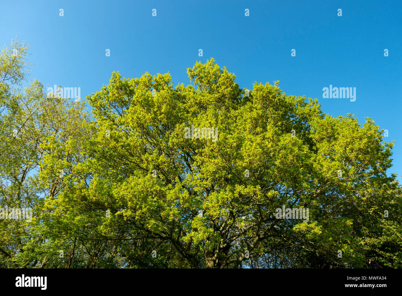 Generic view of the top of trees against a blue sky background. Stock Photo