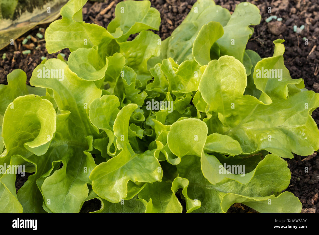 Fresh salad on the field of the raised planted bed Stock Photo