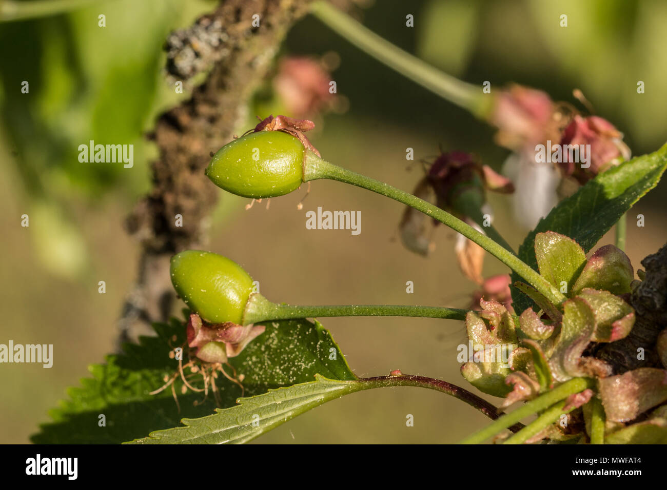 Green cherries on the cherry tree of the garden Stock Photo