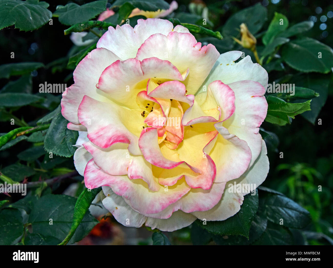 Fully bloomed white rose, red-tipped Stock Photo
