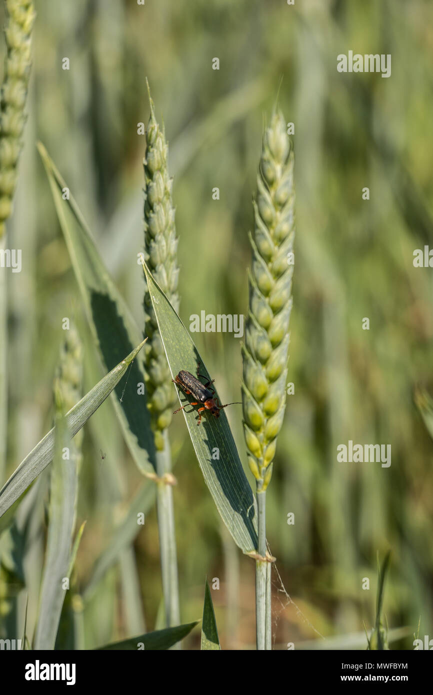 Green grain and a red bug on a big german grain field Stock Photo