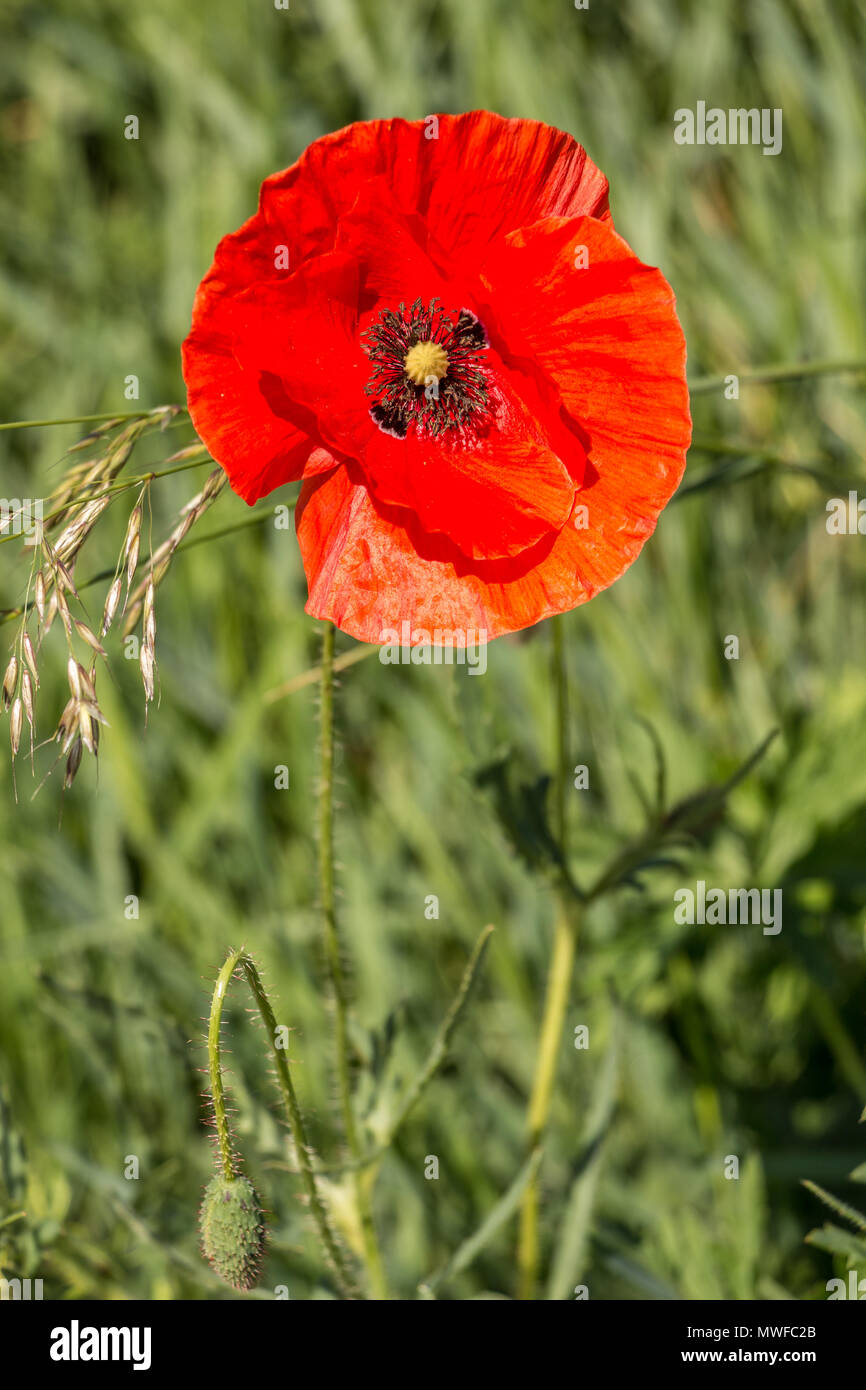 Red poppy on a german grain field Stock Photo Alamy