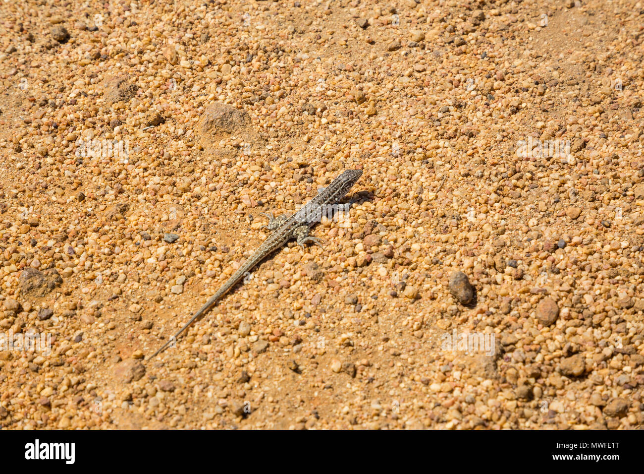 Spotted lizard on gravel Stock Photo