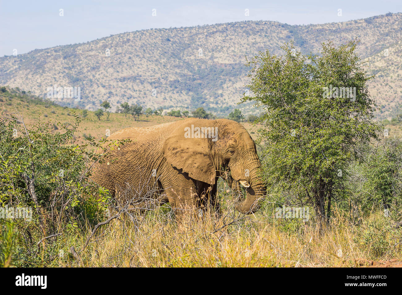 Elephant standing in the grass eating from a small tree Stock Photo
