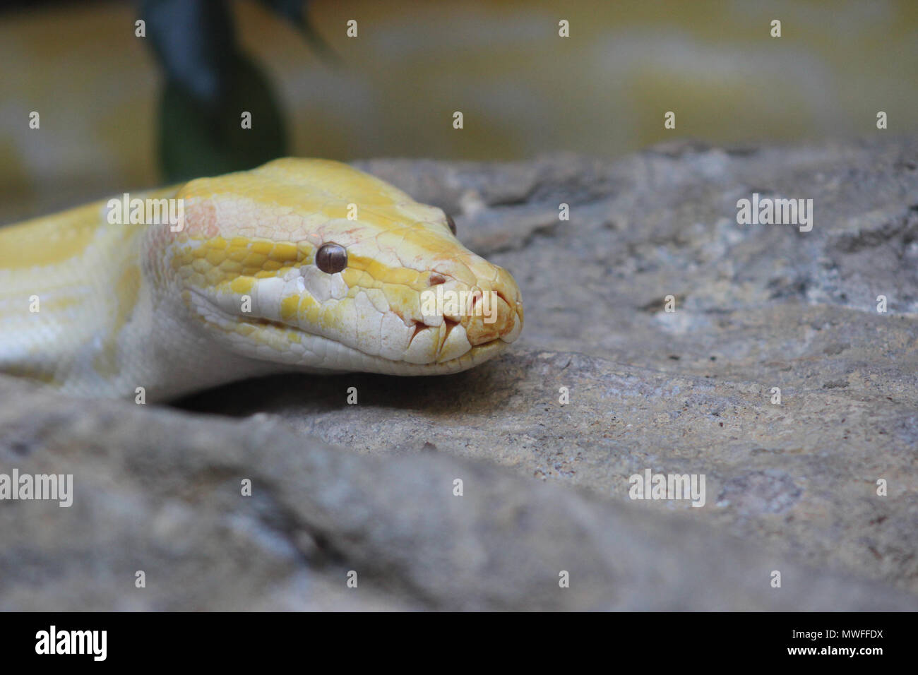 Albino snake slithering on a rock Stock Photo
