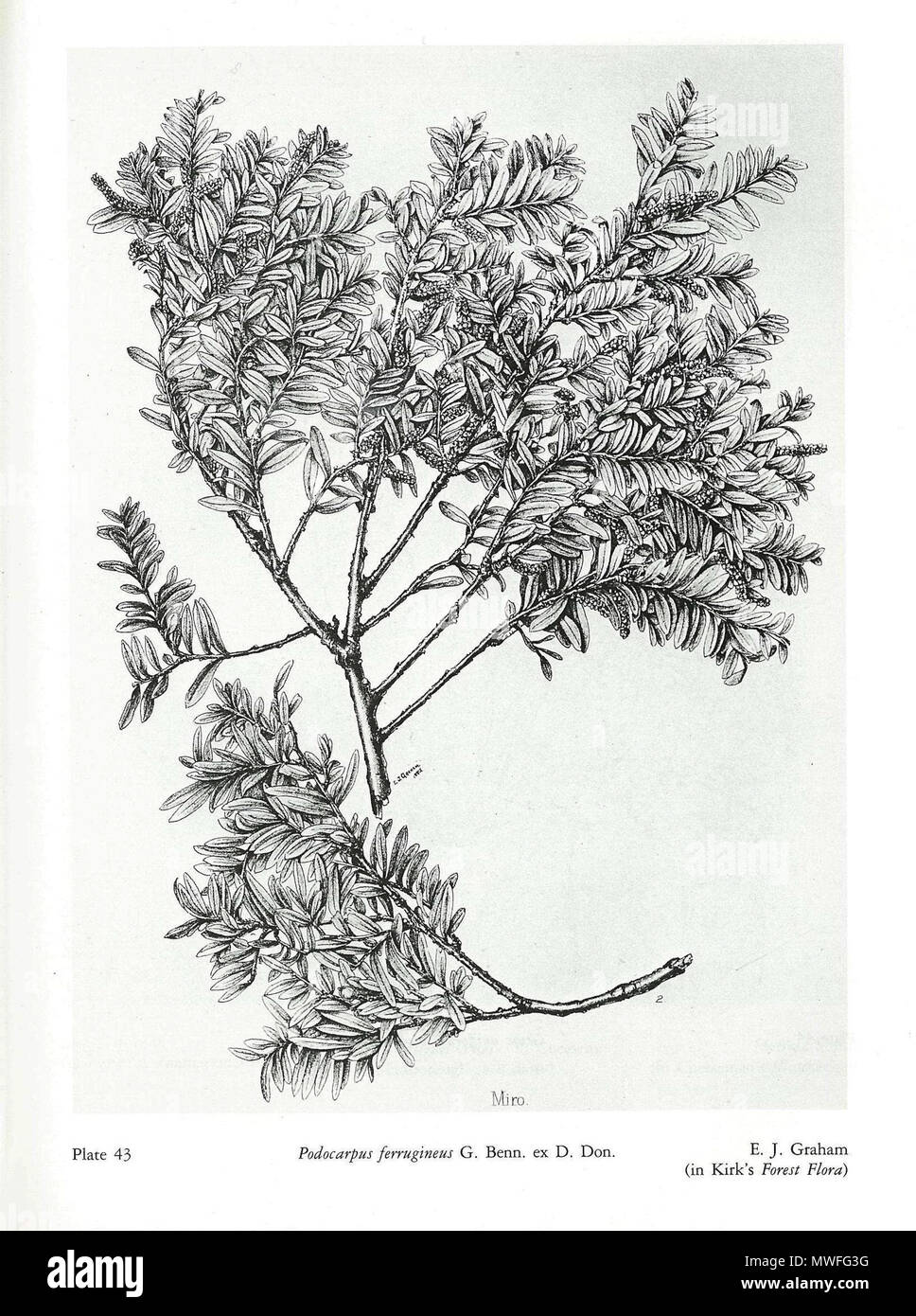 . English: Plate 43 Podocarpus ferrugineus G. Benn. ex D. Don. E. J. Graham (in Kirk's Forest Flora) . 1889. Thomas Kirk (1828-1898) 341 Kirk's Forest Flora of New Zealand43 Stock Photo