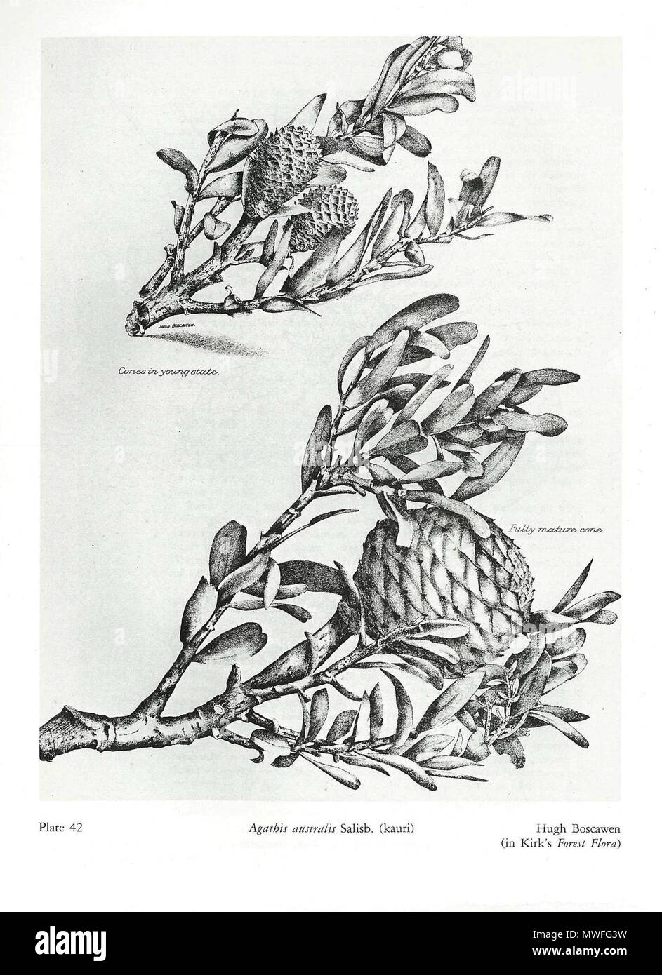 . English: Plate 42 Agathis australis Salisb. (kauri), John Hugh Boscawen (1851-1937) (in Kirk's Forest Flora) . 1889. Thomas Kirk (1828-1898) 341 Kirk's Forest Flora of New Zealand42 Stock Photo