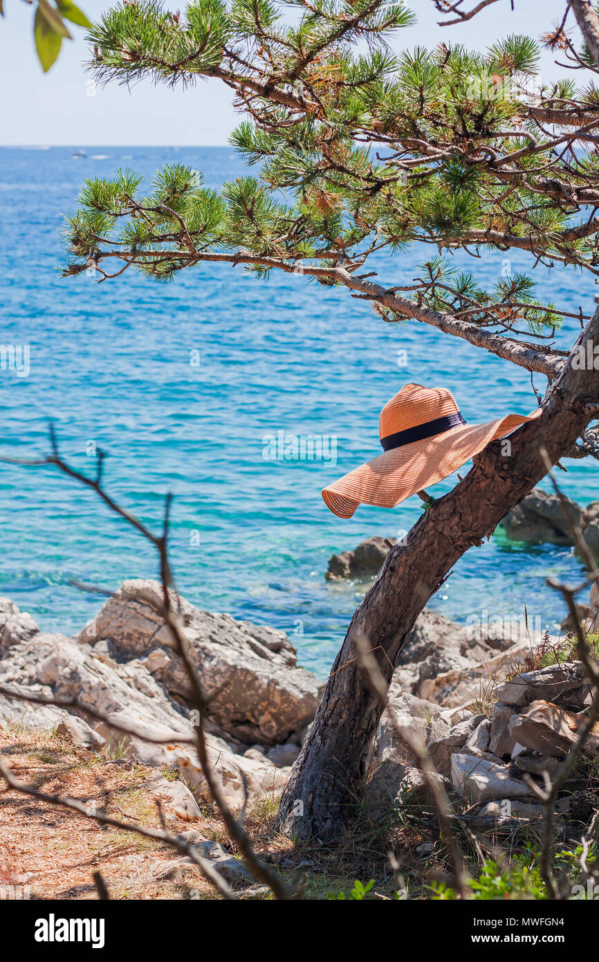 Abandoned straw hat hanging in a pine on a rocky seaside. Stock Photo