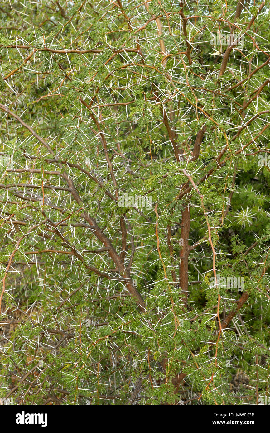 Tangle of african acacia needles on the garden route, south africa Stock Photo