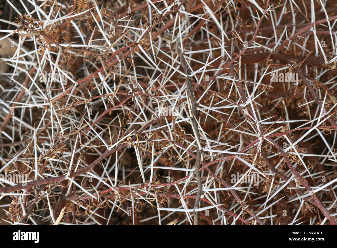 Tangle of african acacia needles on the garden route, south africa Stock Photo