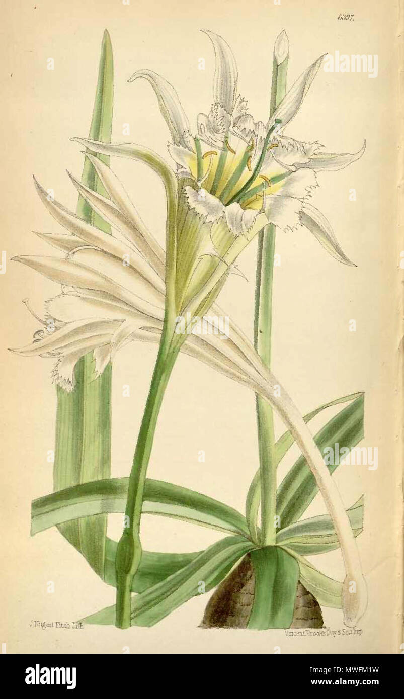 . Latina: Leptochiton quitoensis . Curtis 368 Leptochiton quitoensis 6397 Ismene tenuifolia Stock Photo