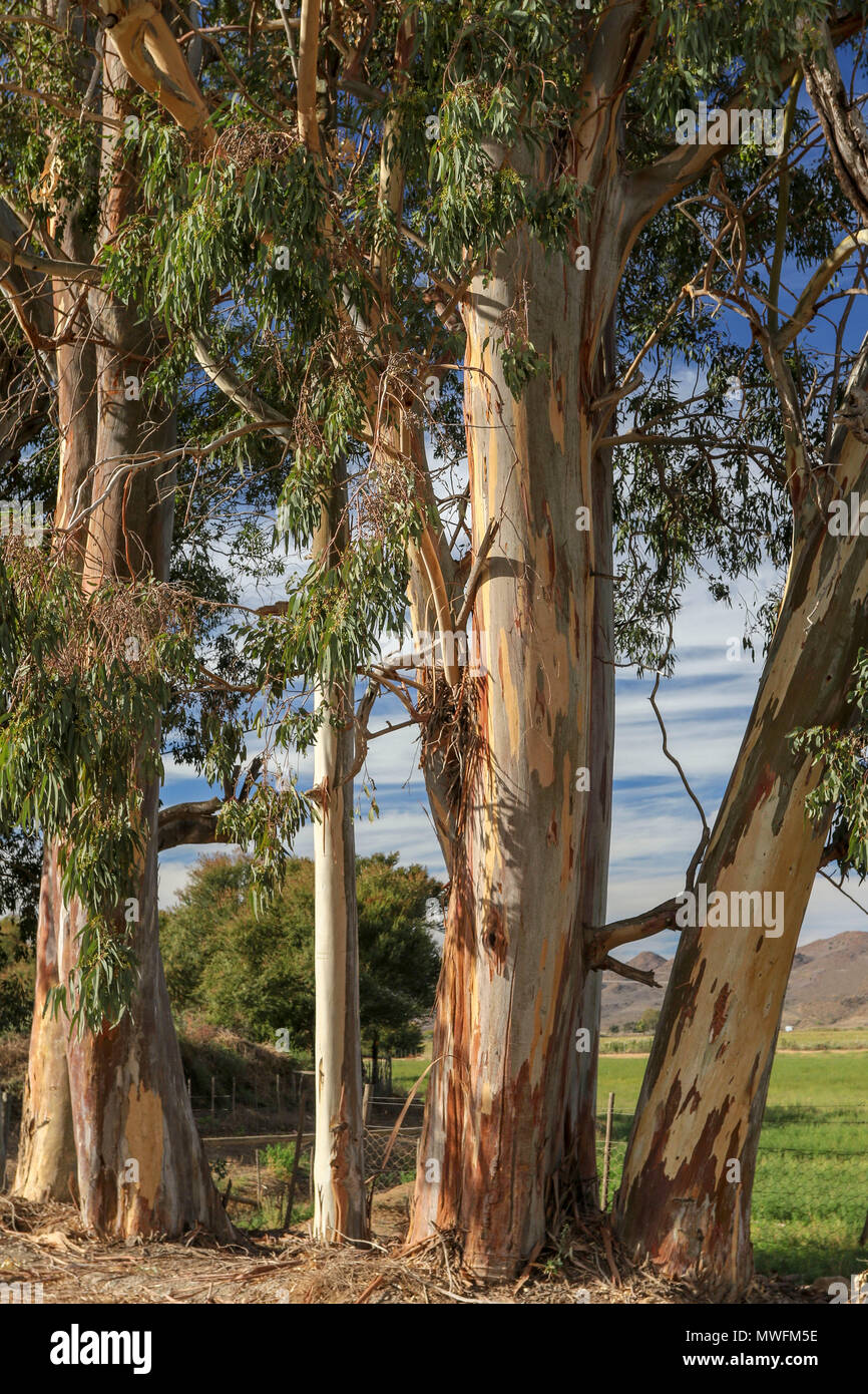 Eucalyptus tree, Oudtshoorn, little karoo region, garden route, south