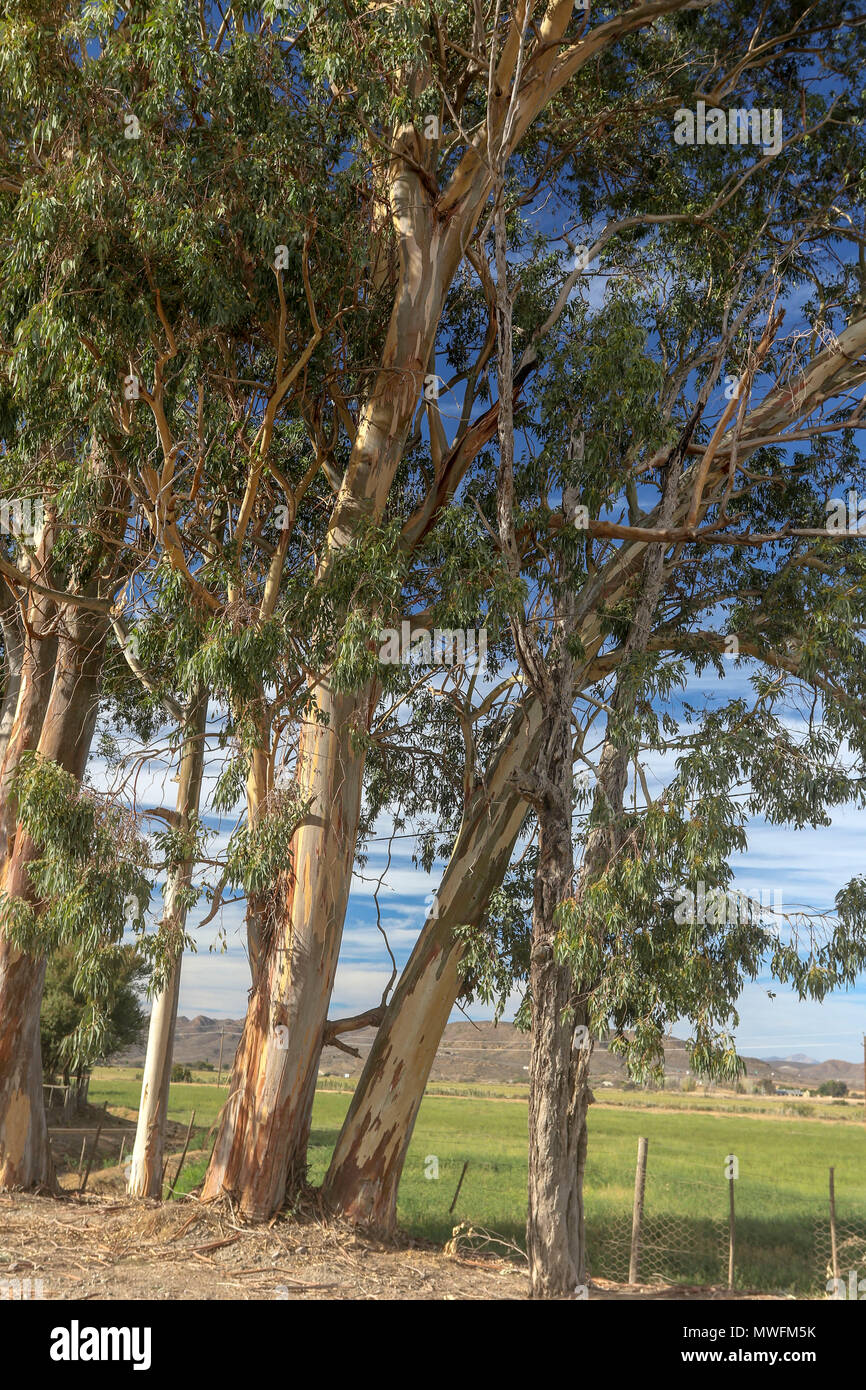 Eucalyptus trees on farmland near Oudtshoorn on the garden route, south africa Stock Photo