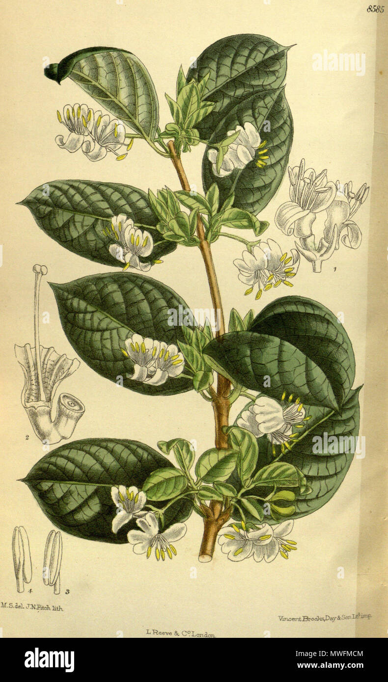 . Lonicera fragrantissima, Caprifoliaceae . 1914. M.S. del., J.N.Fitch lith. 375 Lonicera fragrantissima 140-8585 Stock Photo