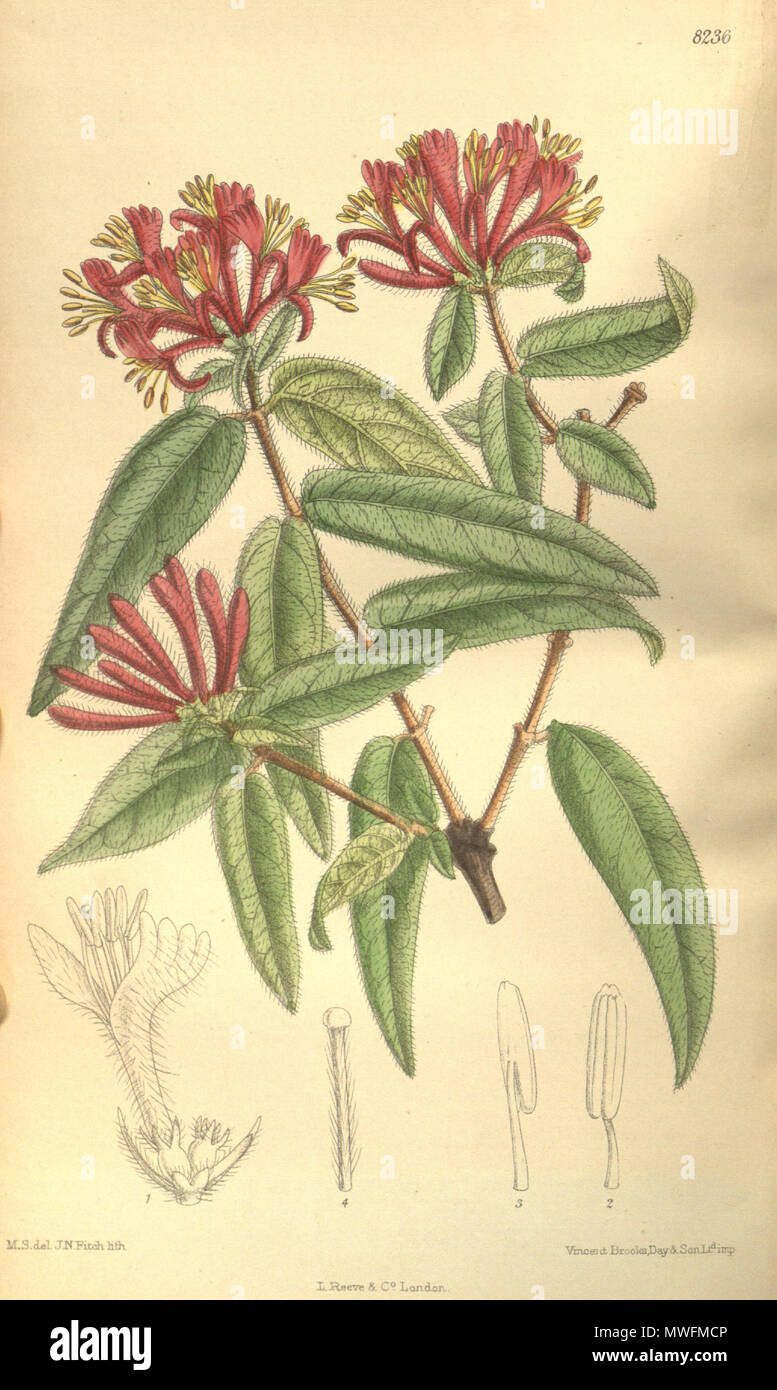 . Lonicera giraldii (= Lonicera acuminata), Caprifoliaceae . 1909. M.S. del., J.N.Fitch lith. 375 Lonicera giraldii 135-8236 Stock Photo